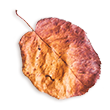 small_leaf_02