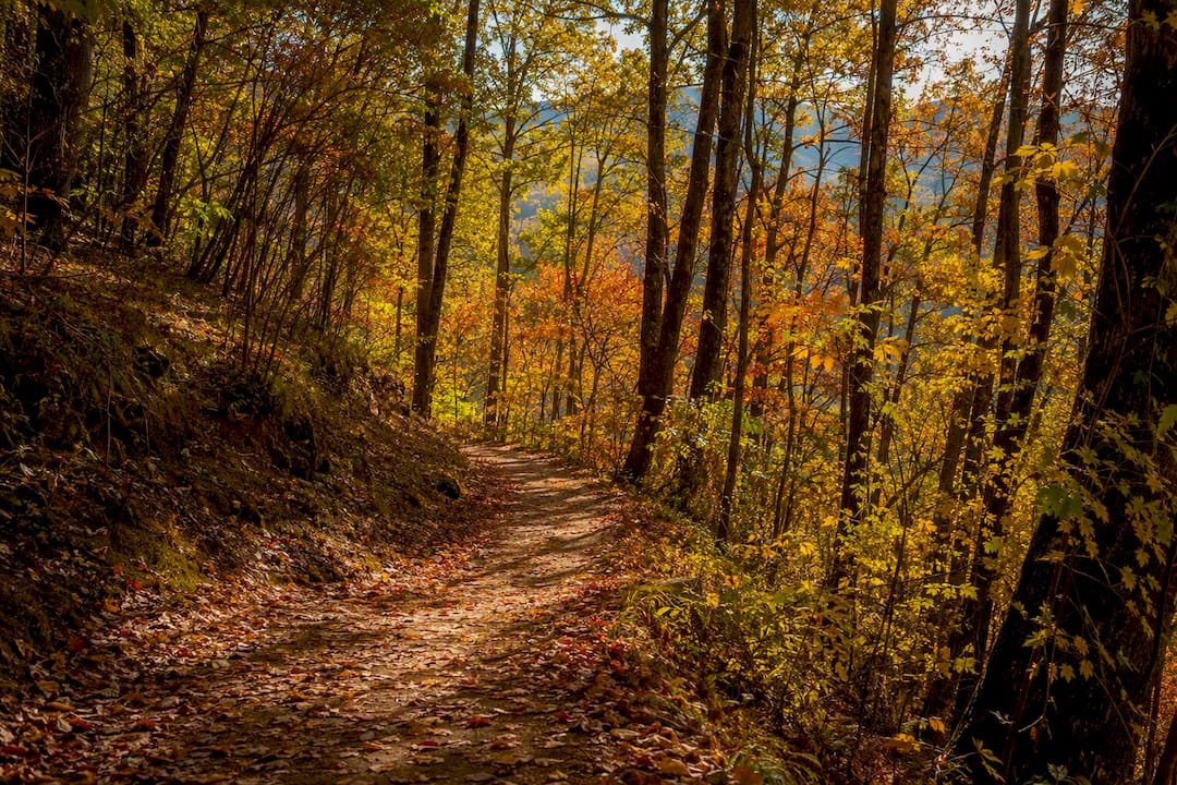 Quiet hiking trail surrounded by fall foliage