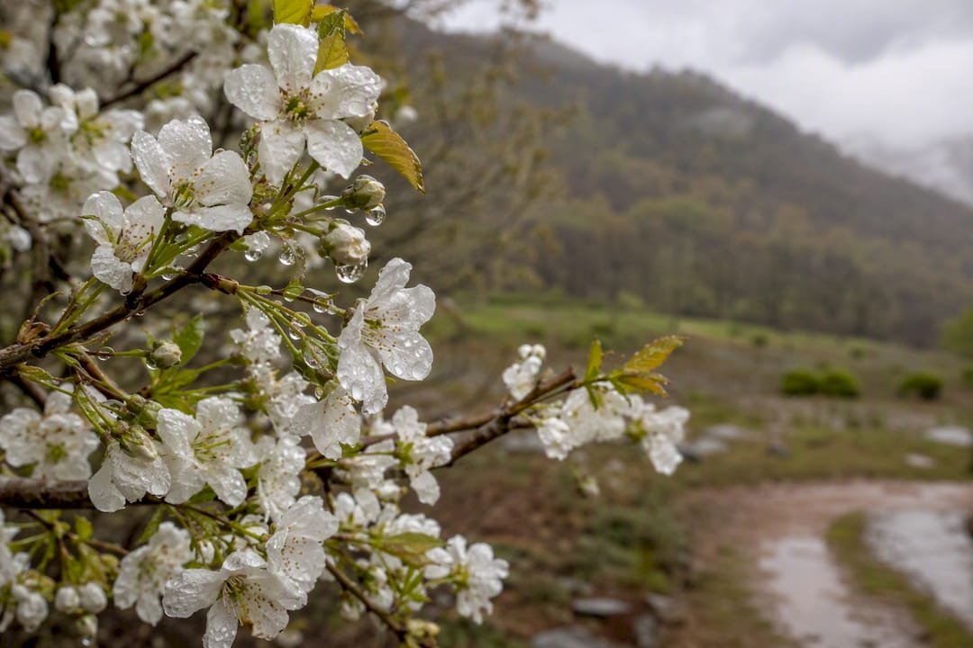 Spring blossoms glistening after mountain rain